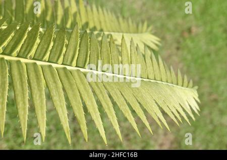 Garden and Plant, Dioon Edule Plants or Chestnut Dioon Palm Decoration in The Beautiful Garden. A Succulent Plants with Thick and Fleshy Leaves with S Stock Photo