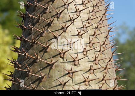 Garden and Plant, Close Up Pachypodium Lamerei Plants or Madagascar Palm with Thorn. A Succulent Plants with Sharp Thorns and Native to Madagascar and Stock Photo