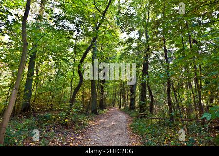 path through old oak forest in beautiful light Stock Photo