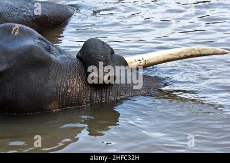 close up of tusk of indian elefant in the camp Stock Photo