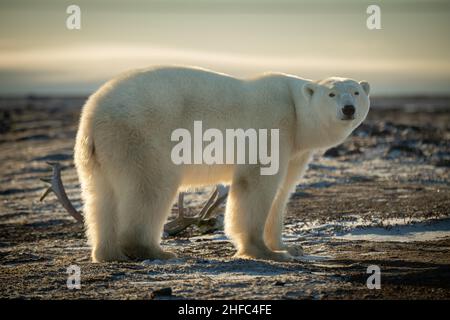 Polar bear stands by antlers in profile Stock Photo
