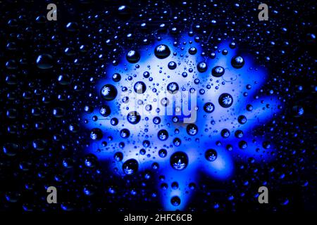 Blue flower with water drops. Blurred background. Stock Photo
