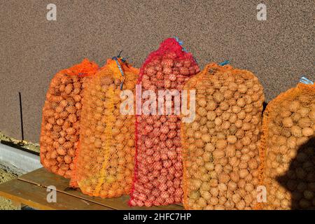 Fallen walnuts in autumn are harvested and dried for the winter eating Stock Photo