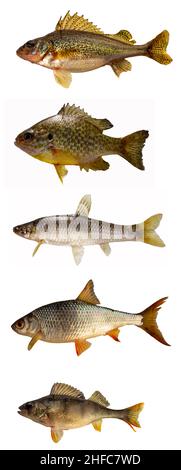 Freshwater fish isolated on white. Stock Photo