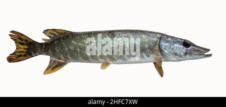 Pike fish isolated on white Stock Photo