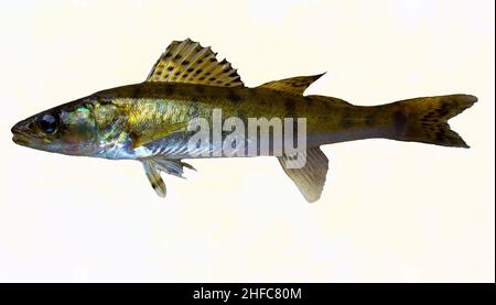 Pike perch fish isolated on white Stock Photo