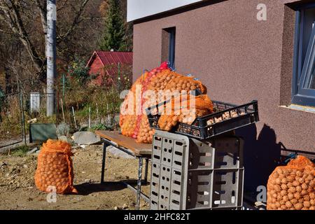 Fallen walnuts in autumn are harvested and dried for the winter eating Stock Photo