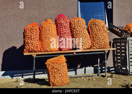 Fallen walnuts in autumn are harvested and dried for the winter eating Stock Photo