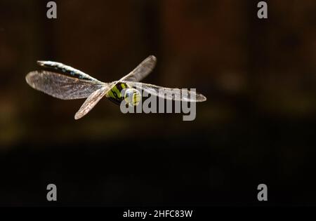 Migrant Hawker Dragonfly in flight, Herefordshire, UK Stock Photo