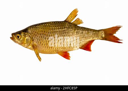 Freshwater gossip fish isolated on white Stock Photo