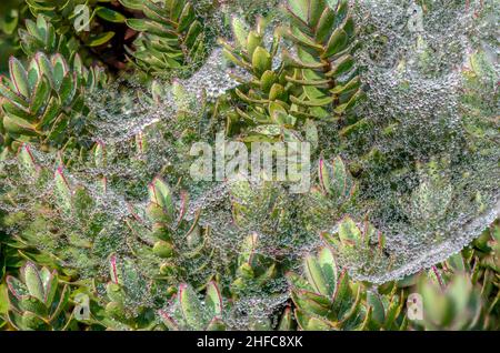 Morning dew droplets coat a blanket of silken cobwebs strung across Sedum plants Stock Photo