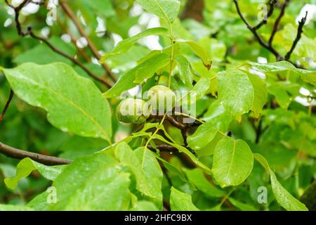 Green unripe walnuts hang on a branch. Green leaves and unripe walnut. After the rain Stock Photo