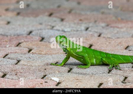 Young Iguanas are bright green in color Stock Photo