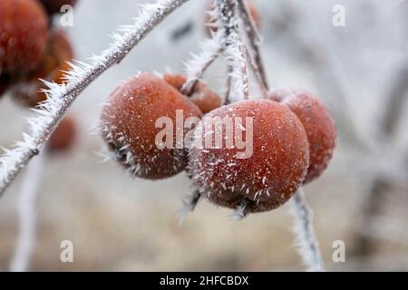 Hoarfrost on rotten apples on a branch Stock Photo