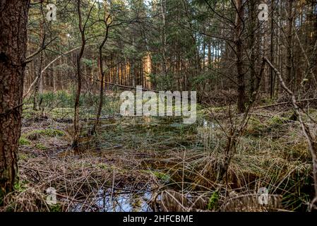 a wet bog with a pine-forest and water, Zealand, Denmark, January 15, 2021 Stock Photo