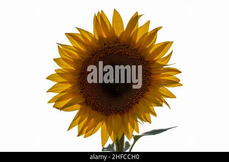 sunflower isolated on white. Yellow flower. Stock Photo