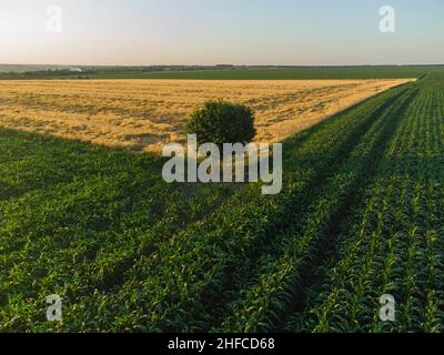 Lonely tree on a corn field. Stock Photo
