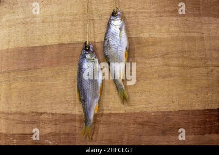 dried salted fish ram is hanging on a rope on a brown wooden background Stock Photo