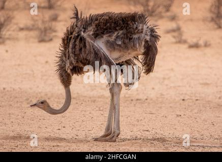 Female Ostrich in the Kgalagadi Stock Photo
