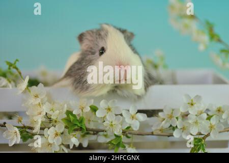 Guinea pigs with their babies photographed in the stable and in the studio Stock Photo