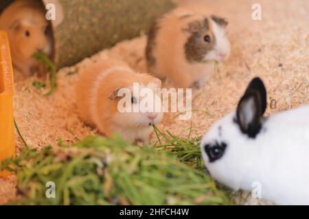 Guinea pigs with their babies photographed in the stable and in the studio Stock Photo