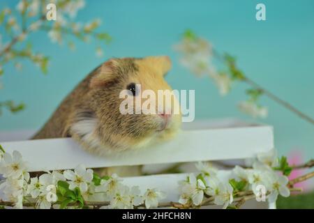 Guinea pigs with their babies photographed in the stable and in the studio Stock Photo