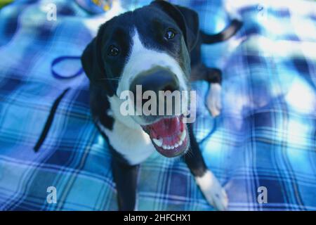 dog explores the park, runs across the meadow and takes a break on the picnic blanket Stock Photo