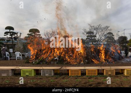 Dondo-Yaki bonfire burns inside a fire secured area.Dondo-Yaki is a traditional event usually held in mid-January and is considered the end of New Year celebrations in Japan. During this event Shimekazari (lucky charms) which were used to attract the Gods to people's homes are burned in a Shinto ceremony called Oharai. It is performed to keep bad luck away from people. After the fire stops soaring, Dango (mochi rice cake) or sweet potatoes are roasted above the bonfire. The origin of Dondo-Yaki can be traced back to the Heian period when nobles burnt bamboo in their palaces after the New Year Stock Photo