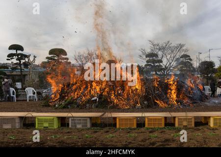 Dondo-Yaki bonfire burns inside a fire secured area.Dondo-Yaki is a traditional event usually held in mid-January and is considered the end of New Year celebrations in Japan. During this event Shimekazari (lucky charms) which were used to attract the Gods to people's homes are burned in a Shinto ceremony called Oharai. It is performed to keep bad luck away from people. After the fire stops soaring, Dango (mochi rice cake) or sweet potatoes are roasted above the bonfire. The origin of Dondo-Yaki can be traced back to the Heian period when nobles burnt bamboo in their palaces after the New Year Stock Photo