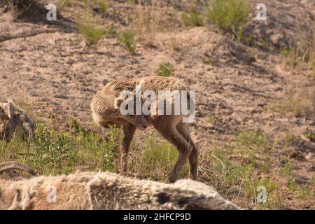 Adorable baby bighorn sheep on a summer day in the Badlands. Stock Photo