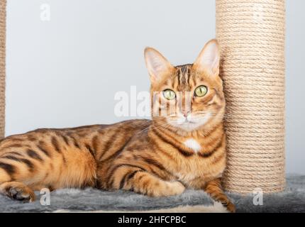 Bengal cat color rosette on gold near the cat pole looks at the camera. Stock Photo