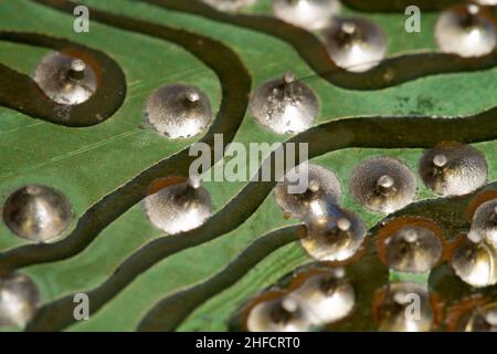 Green old printed circuit board (PCB). Stock Photo