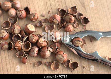 Broken hazelnuts with nutcracker on a table. Ready to eat nuts. Stock Photo