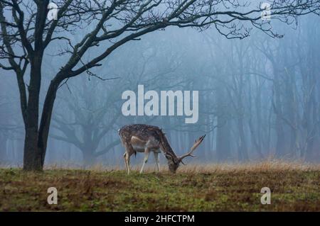 Young stag grazing under a tree on a misty cold winter's day Stock Photo