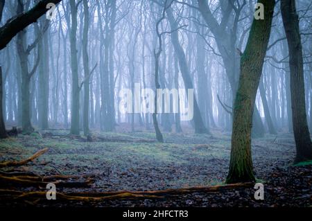 Woodland scene of a small tree on a clearing in a misty forest on a cold winter's day Stock Photo