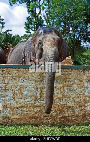 big indian elefant in the camp Stock Photo