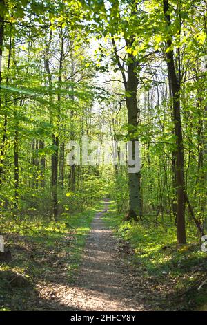 crown of tree with colorful leaves Stock Photo
