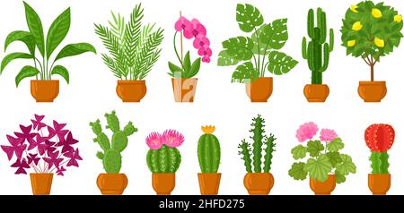 Cartoon house botanical decor potted plants and flowers. Blossom plants, monstera, cactus and orchid in ceramic pots vector illustration set. Indoor Stock Vector