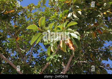 Large rubber tree in the Mediterranean. Shot from below and blue sky Stock Photo