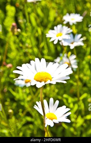 beautiful colorful meadow with flowers in detail Stock Photo