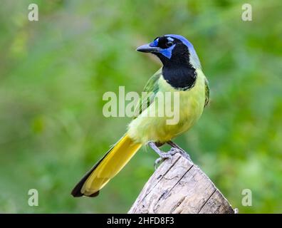 A colorful Green Jay (Cyanocorax yncas) perched on a log. National Butterfly Center. McAllen, Texas, USA. Stock Photo