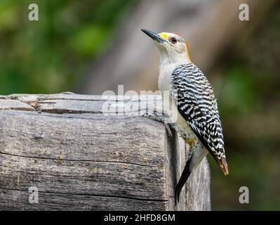 A Golden-fronted Woodpecker (Melanerpes aurifrons) perched on a log. National Butterfly Center. McAllen, Texas, USA. Stock Photo