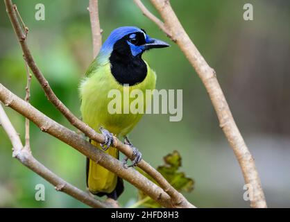 A colorful Green Jay (Cyanocorax yncas) perched on a branch. National Butterfly Center. McAllen, Texas, USA. Stock Photo