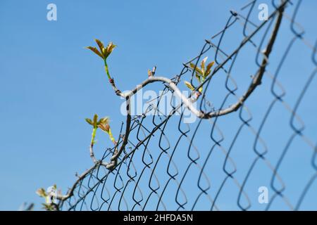 Climbing grape plant on wire mesh fence. Spiral growth. Rhombus patterned backdrop. Stock Photo