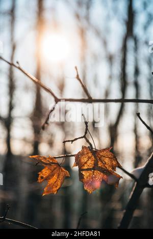 Sunset sun shining through orange leaves covered with a little snow. Tree branches covered in snow. Beautiful winter. Stock Photo