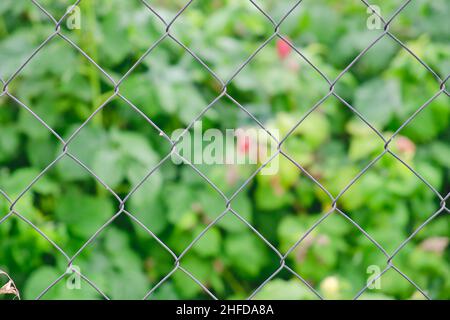 Metal diamond mesh fence with green garden on background. Private property fencing concept. Stock Photo