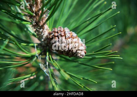 One young pine cone on a green pine branch. Stock Photo