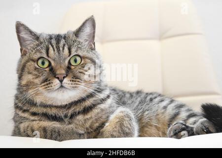 The domestic tabby grey cat lying on a soft chair. Indoor cat resting. Stock Photo
