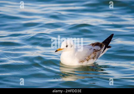 Black-headed gull (Chroicocephalus ridibundus) young first winter, resting on the water. Stock Photo