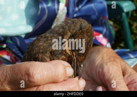 Close up of Injured young bird with food in its beak while being hand fed by a caring human Stock Photo